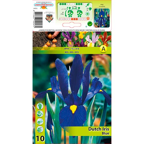 Iris olandez Blue imagine 1 articol 67602