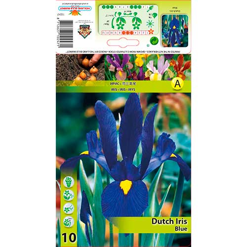 Iris olandez Blue imagine 1 articol 76227