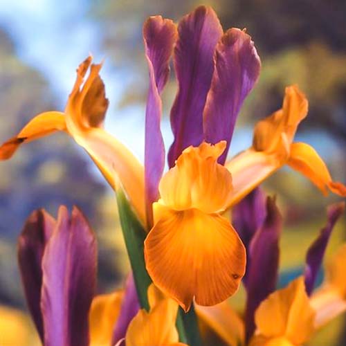 Iris olandez Bronze Queen imagine 1 articol 68294