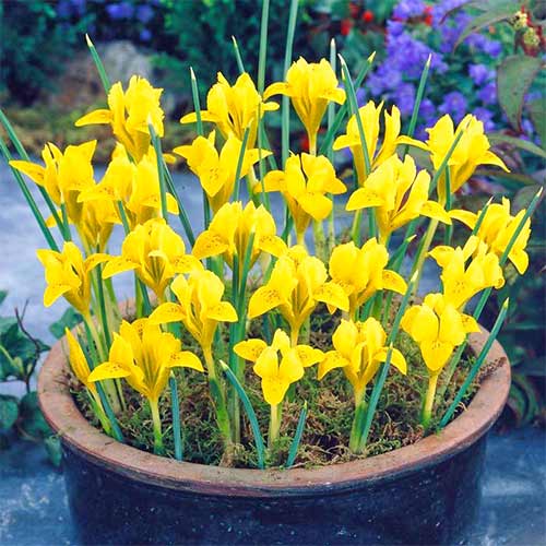 Iris reticulata Danfordiae imagine 1 articol 67605