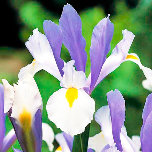 Iris olandez Silver Beauty imagine 1 articol 67147