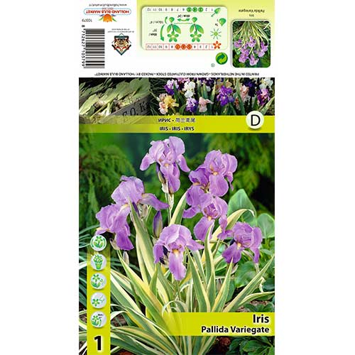 Irys blady (Kosaciec) Variegata interface.image 1 interface.art 70421