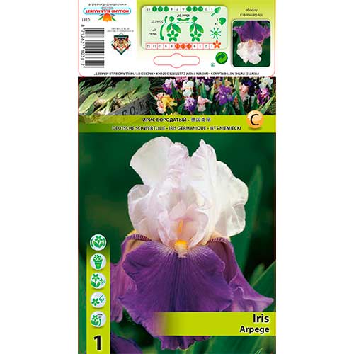 Irys bródkowy (Kosaciec) Arpege interface.image 1 interface.art 70419