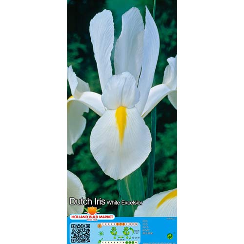 Irys holenderski White interface.image 1 interface.art 68126