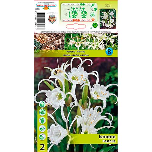 Исмена Festalis изображение 1 артикул 76294