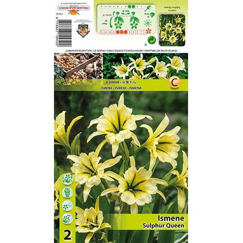 Ismene Sulphur Queen imagine 1 articol 77829