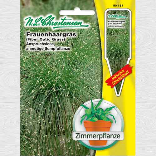 Isolepis cernua (Iarba fibră optică) imagine 1 articol 69322