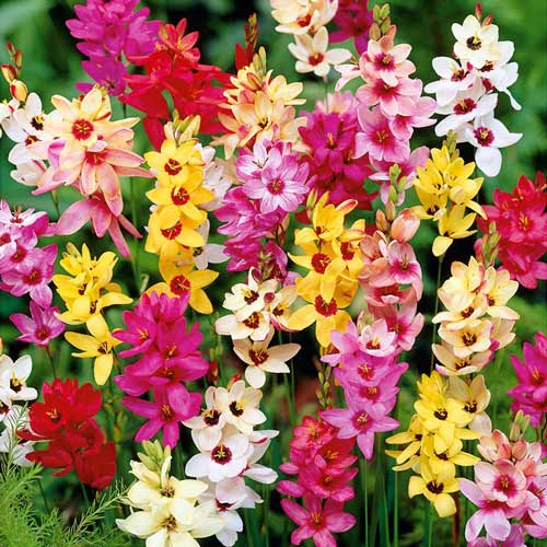 Ixia, amestec de culori imagine 1 articol 2909