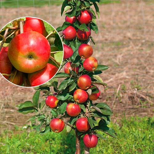 Jabłoń kolumnowa Vesna interface.image 1 interface.art 1948