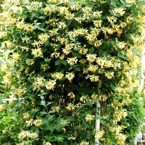 Caprifoi Graham Thomas imagine 4 articol 2428