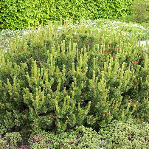 Jneapăn Pumilio imagine 1 articol 9461