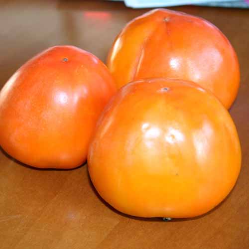 Kaki (Curmal Japonez) Hana Fuyu imagine 1 articol 4862