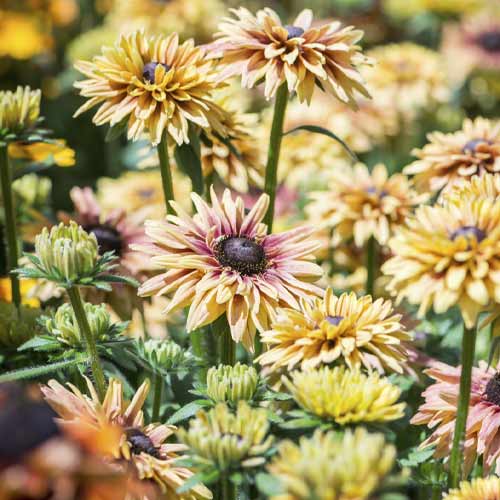 Rudbekia SmileyZ Flamenco Vanilia, С3 interface.image 1 interface.art 8574