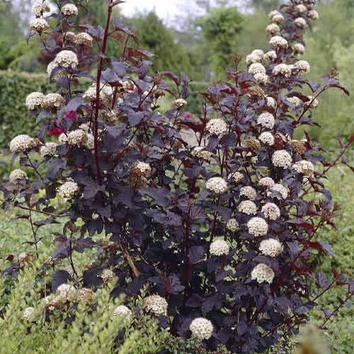 Калиноволистен Summer Wine ® PBR, С3 изображение 1 артикул 8563