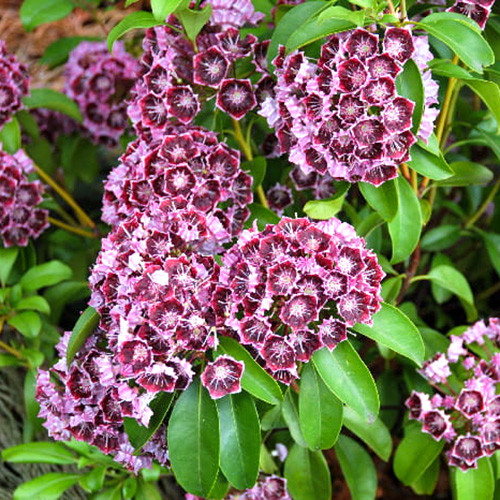 Kalmia Latchmin imagine 1 articol 3998