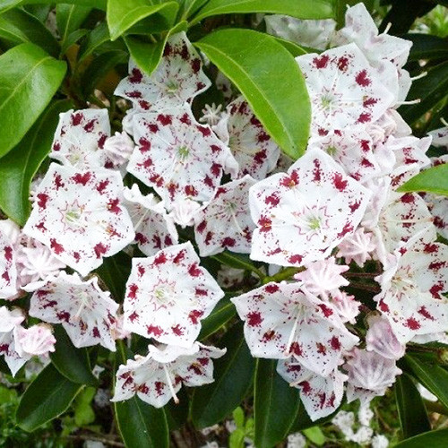 Kalmia Radiata imagine 1 articol 4001