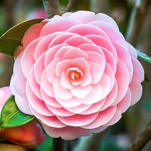 Kamelia japońska Pink interface.image 1 interface.art 76648