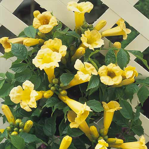 Кампсис Flava, С2 изображение 1 артикул 8210