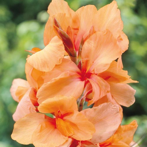 Кана Apricot Dream изображение 1 артикул 70363