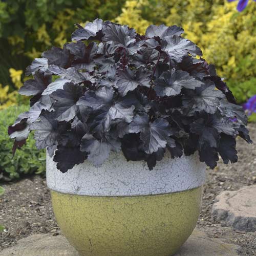 Żurawka (Heuchera) Black Pearl, С2 interface.image 1 interface.art 8538