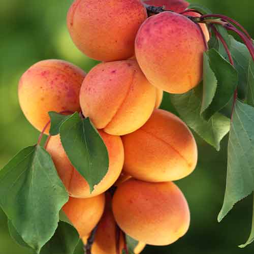 Кайсия (columnar) Diamond изображение 1 артикул 2008