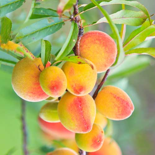 Кайсия (columnar) Perla изображение 1 артикул 2009