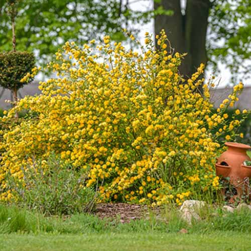 Kerria Aureovariegata imagine 1 articol 4458