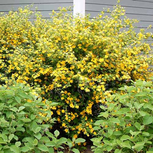 Kerria Golden Guinea imagine 1 articol 9587