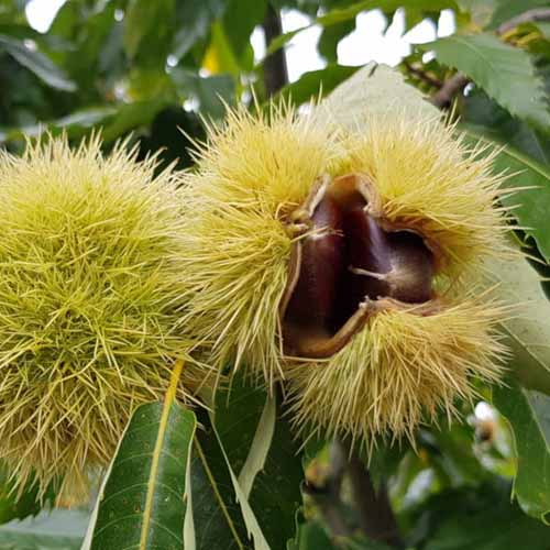 Кестен Melivoias, С2 изображение 1 артикул 4860