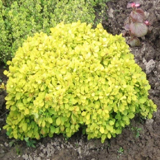 Кисел трън Goldalita изображение 1 артикул 9556