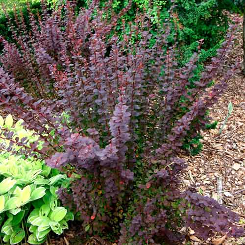 Кисел трън Summer Chocolate изображение 1 артикул 4712