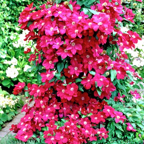 Clematis Ernest Markham imagine 1 articol 2432