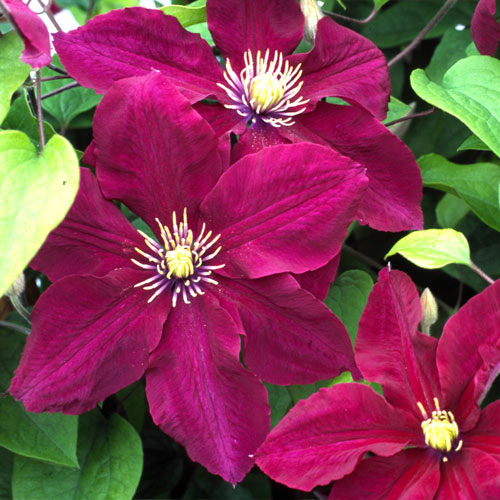Clematis (Powojnik) Kermesina interface.image 1 interface.art 2538