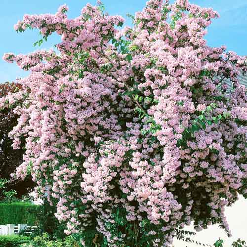 Kolkwitzia amabilis Pink Cloud imagine 1 articol 9530