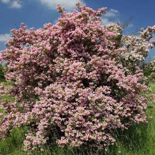 Kolkwitzia Pink Cloud imagine 1 articol 9588