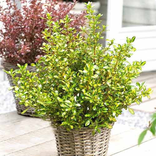 Koprosma (Coprosma) Lemon and Lime interface.image 1 interface.art 9531