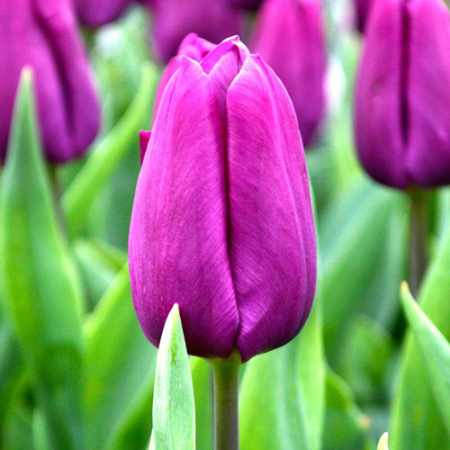 Korzystny zakup! Tulipan Purple Prince interface.image 1 interface.art 67895