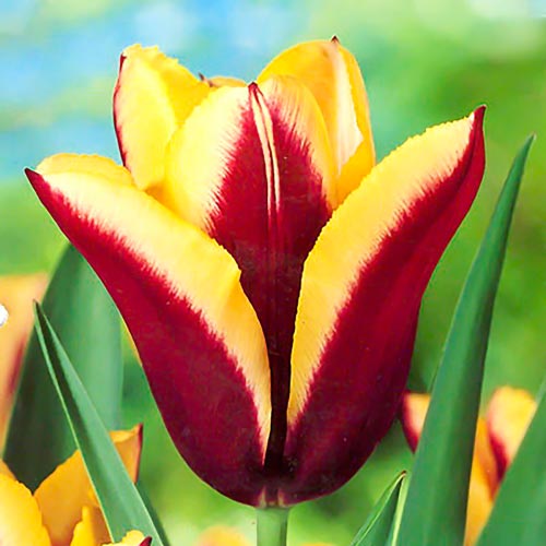 Korzystny zakup! Tulipan Triumph Gavota interface.image 1 interface.art 67896