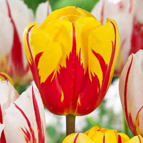 Korzystny zakup! Tulipan Triumph Holland Queen interface.image 1 interface.art 67899