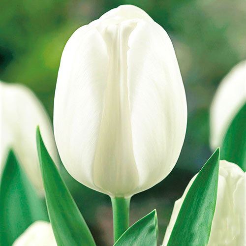 Korzystny zakup! Tulipan White Prince interface.image 1 interface.art 67894