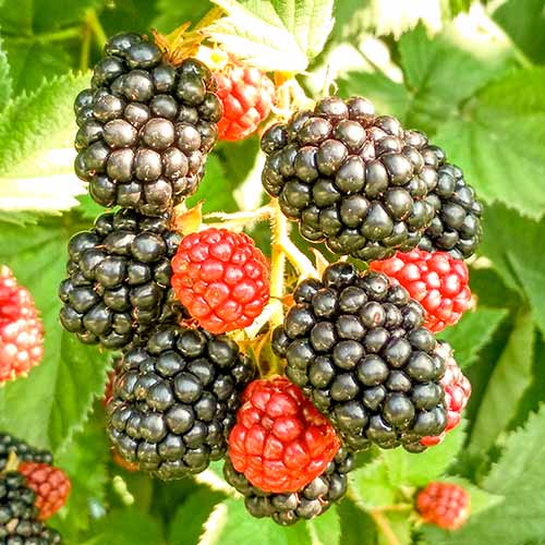 Къпина Triple Crown изображение 1 артикул 8020