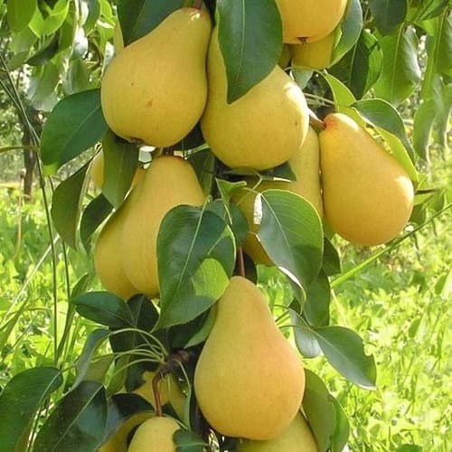 Круша колона Decora, С2 изображение 1 артикул 1905