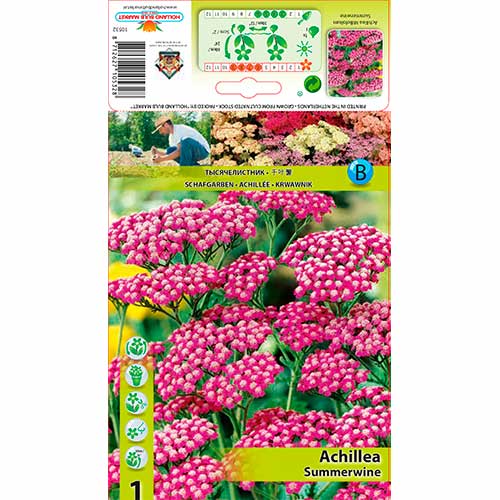 Krwawnik pospolity Summerwine interface.image 1 interface.art 76155