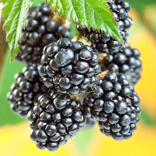 Къпина Gigant, Р9 изображение 1 артикул 7506