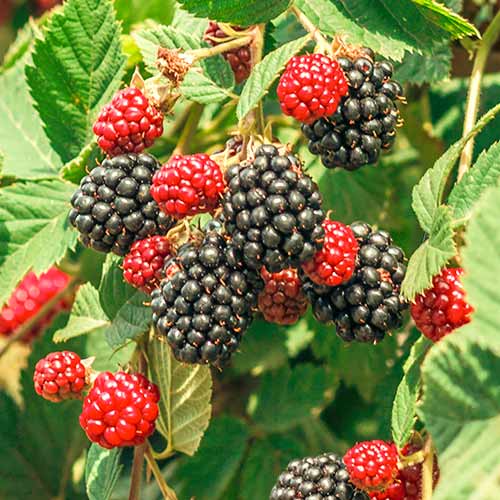 Къпина Loch Ness, Р9 изображение 1 артикул 7651