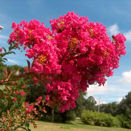 Lagerstremia indyjska Rosea Nova interface.image 2 interface.art 9534