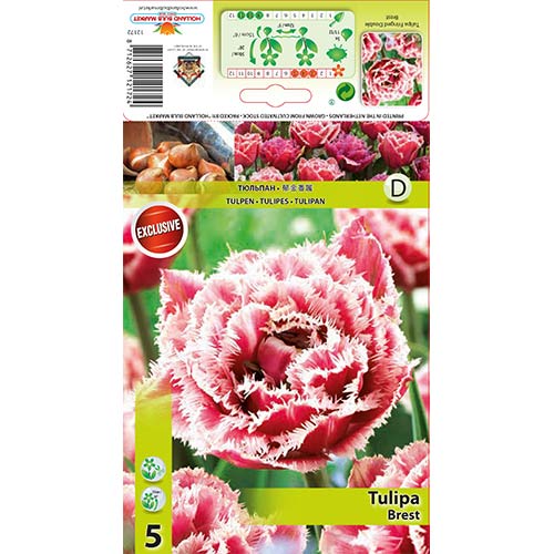 Лале Brest изображение 1 артикул 68076