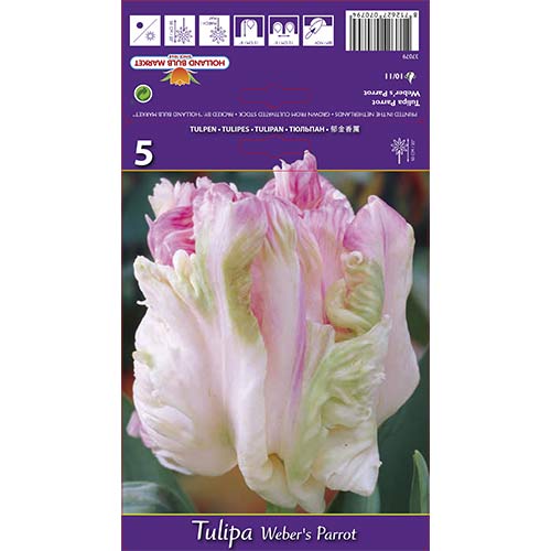 Лале Weber's Parrot изображение 1 артикул 67710