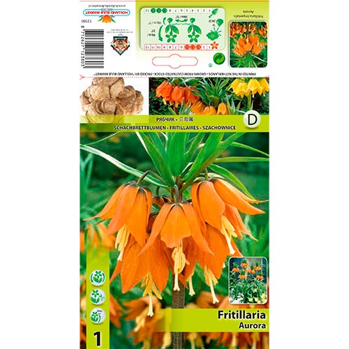 Lalea imperială (Fritillaria) Aurora imagine 1 articol 68074