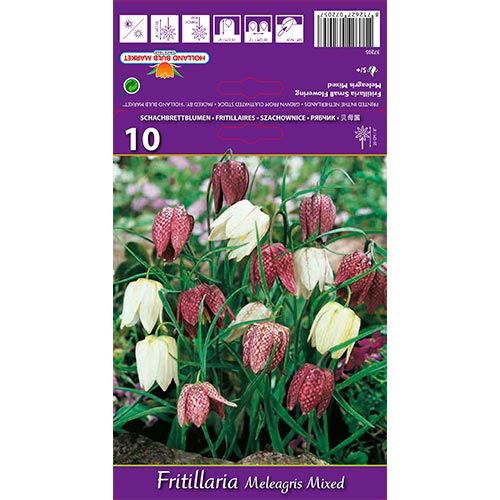 Lalea imperială (Fritillaria) Meleagris mix multicolor imagine 1 articol 68102